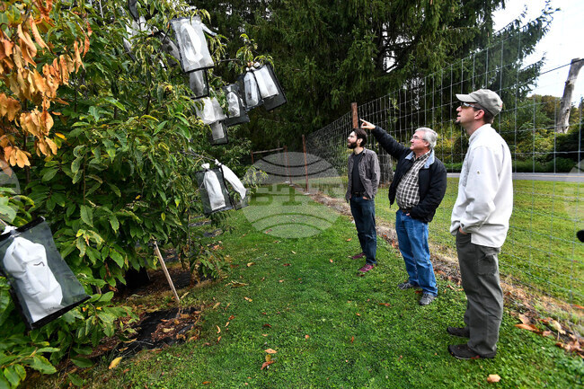 American Chestnut Rebirth