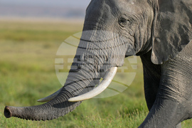 Kenya Elephant Whiskers