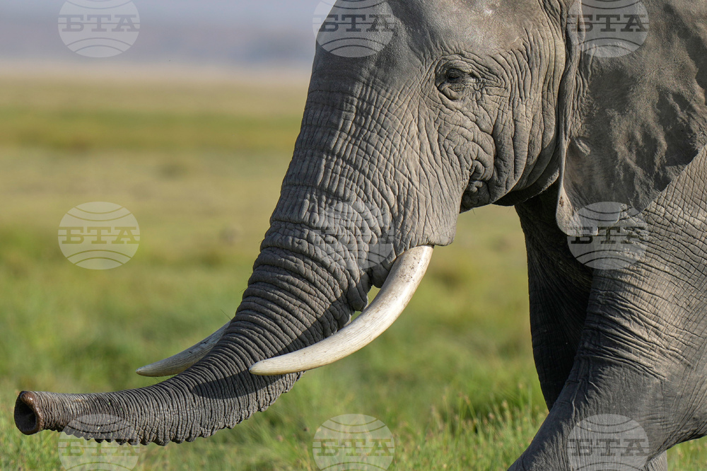 Kenya Elephant Whiskers