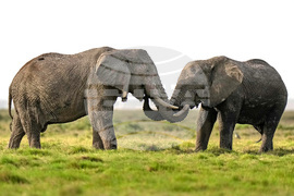 Kenya Elephant Whiskers