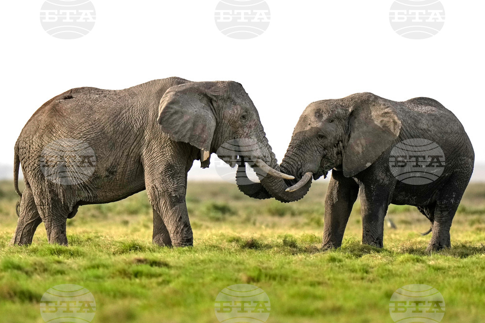 Kenya Elephant Whiskers