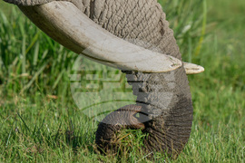 Kenya Elephant Whiskers