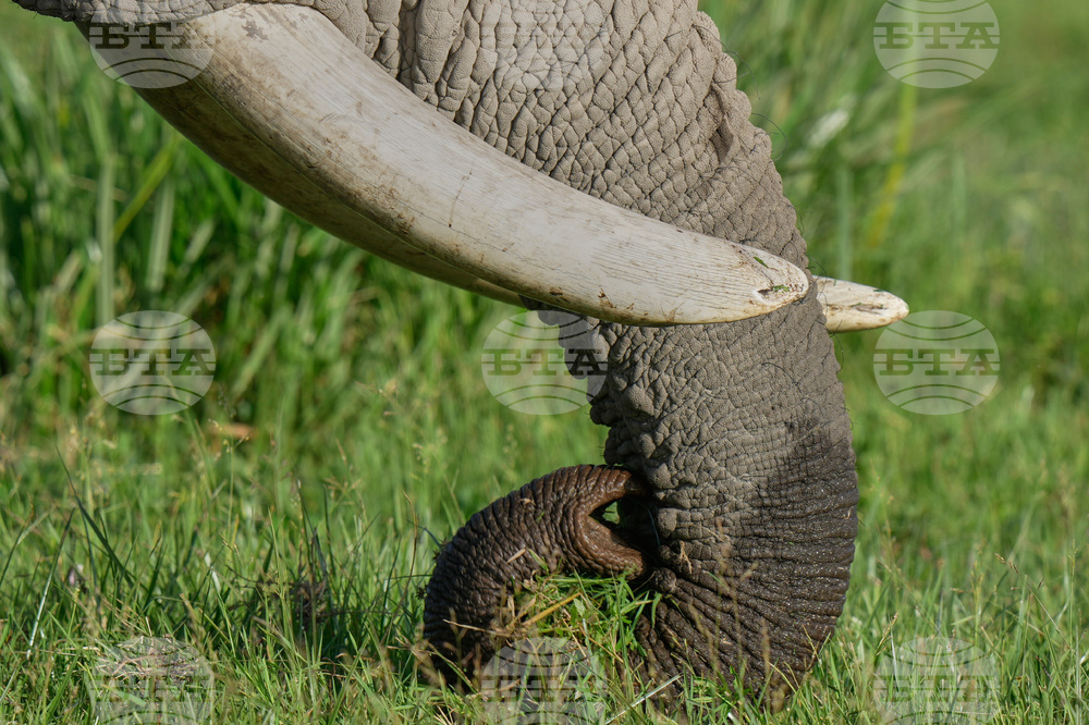 Kenya Elephant Whiskers