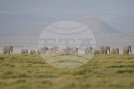 Kenya Elephant Whiskers