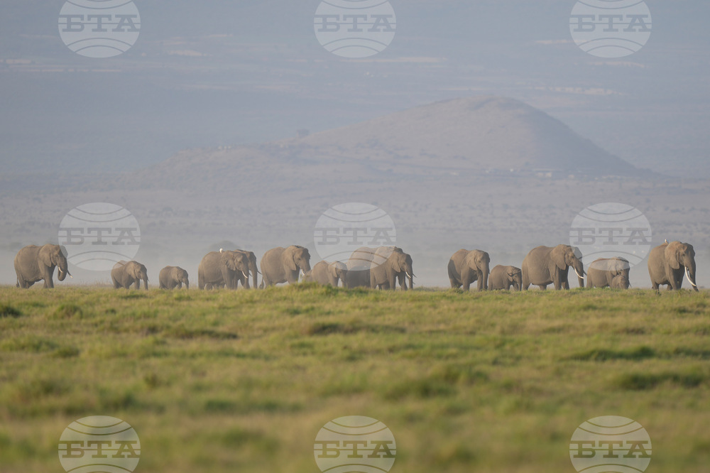 Kenya Elephant Whiskers