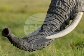 Kenya Elephant Whiskers