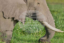 Kenya Elephant Whiskers