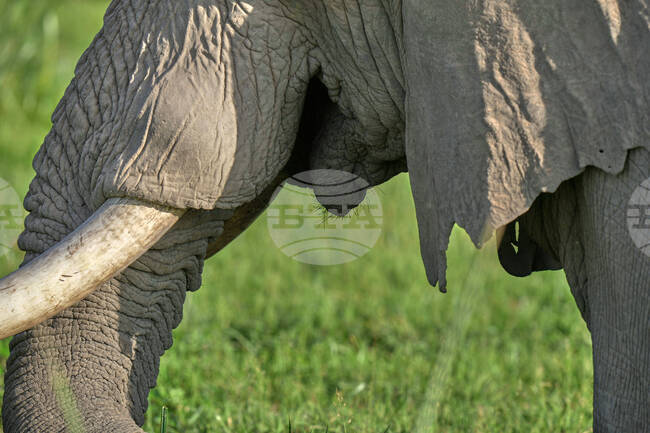 Kenya Elephants Whiskers