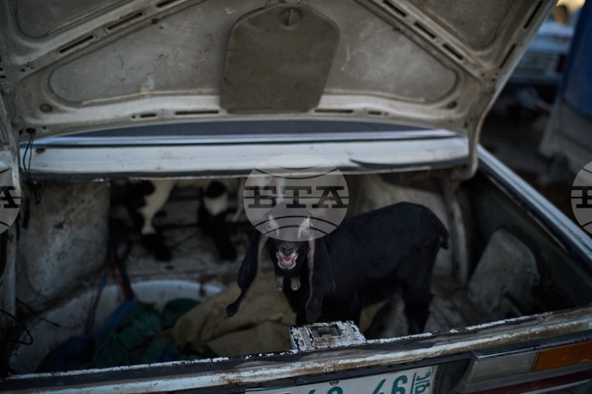 Palestinians Livestock Market