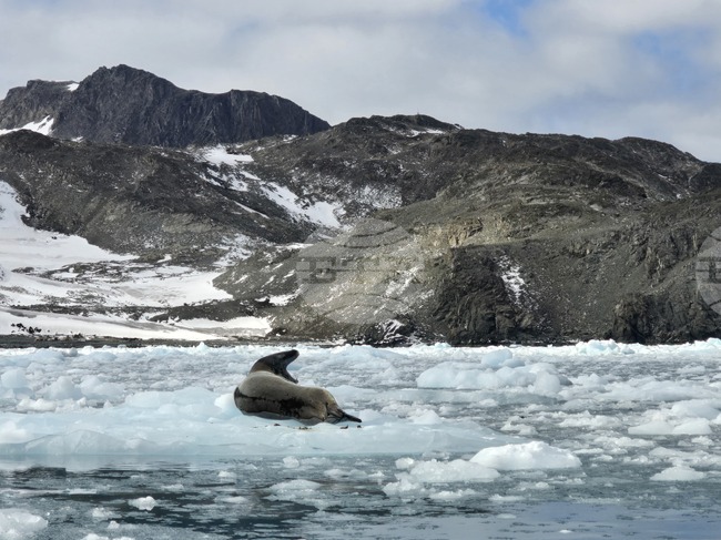 Последната група от 34-тата българска антарктическа експедиция пристига днес на о. Ливингстън