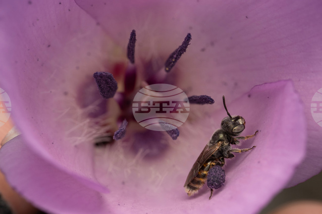Photographing Bees