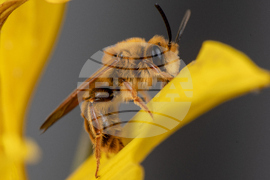 Photographing Bees