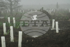 Climate Wetland Restoration Tree Planting