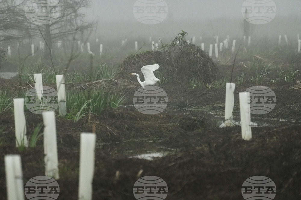 Climate Wetland Restoration Tree Planting