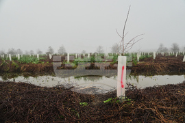 Climate Wetland Restoration Tree Planting