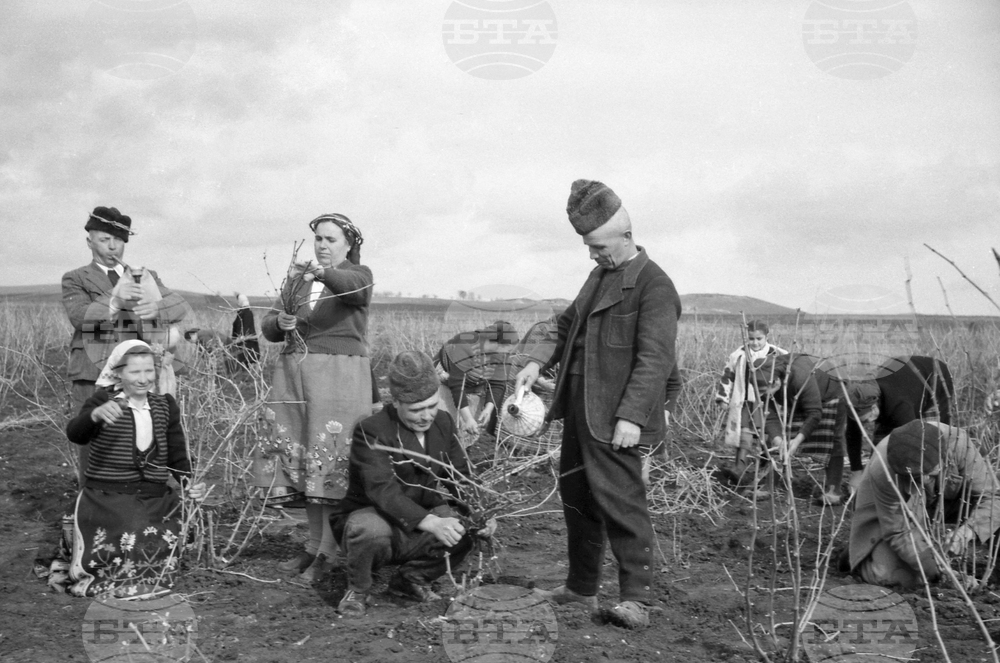 На 14 февруари в България се отбелязва Денят на лозаря – традиции и обичаи 