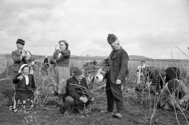 На 14 февруари в България се отбелязва Денят на лозаря – традиции и обичаи 