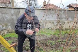 Село Горан - Трифон Зарезан - лозя