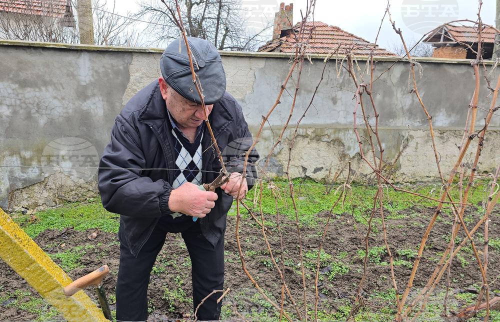 Село Горан - Трифон Зарезан - лозя