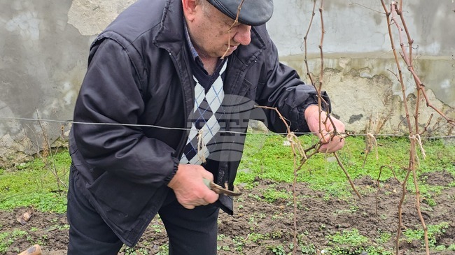 В ловешкото село Горан зарязаха ритуално лозята