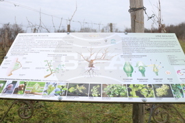 Балчик - Ботаническа градина - зарязване на лоза