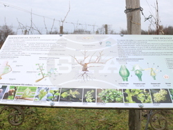 Балчик - Ботаническа градина - зарязване на лоза