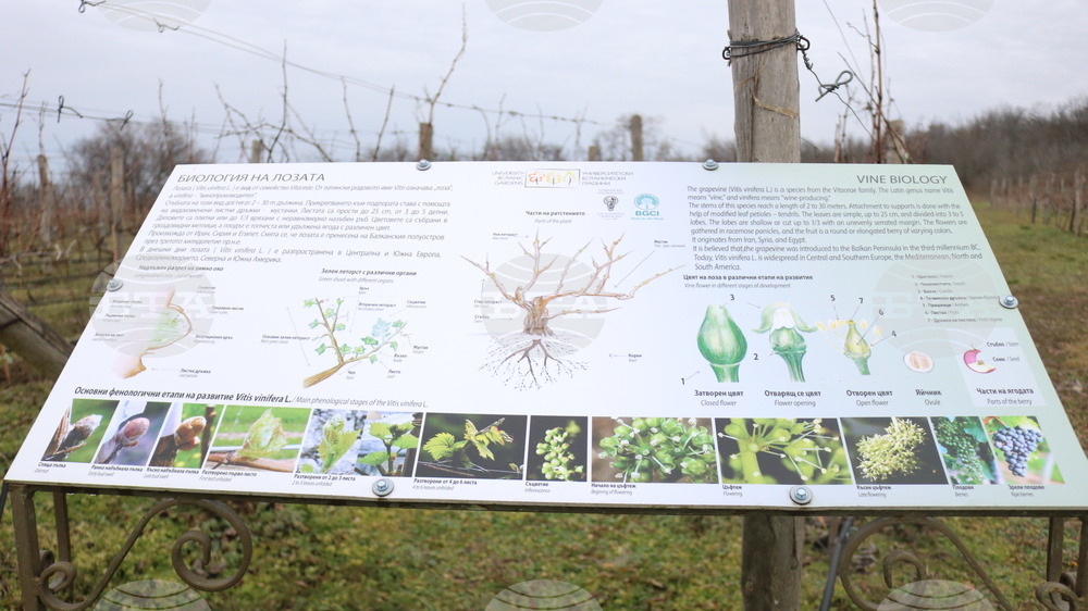 Балчик - Ботаническа градина - зарязване на лоза