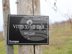 Балчик - Ботаническа градина - зарязване на лоза