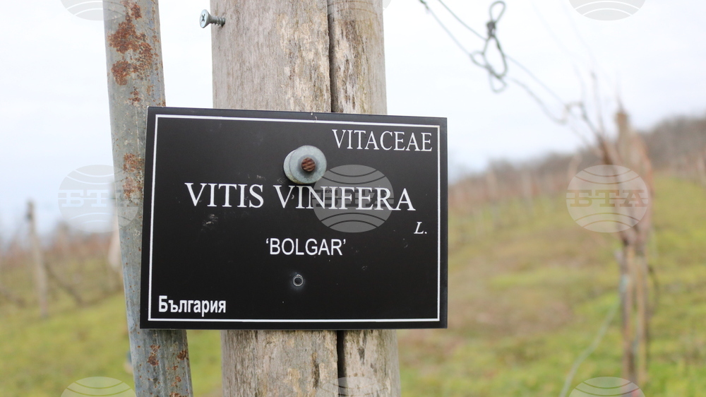 Балчик - Ботаническа градина - зарязване на лоза