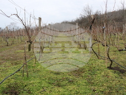 Балчик - Ботаническа градина - зарязване на лоза