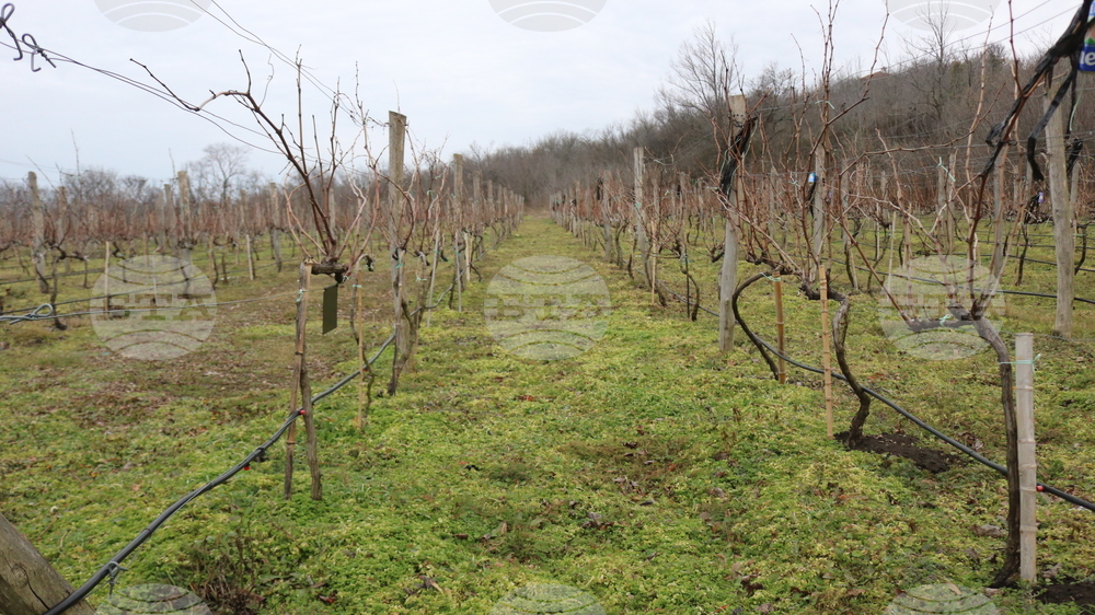 Балчик - Ботаническа градина - зарязване на лоза