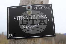 Балчик - Ботаническа градина - зарязване на лоза