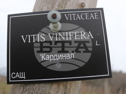 Балчик - Ботаническа градина - зарязване на лоза