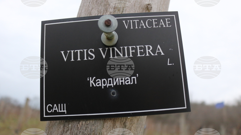 Балчик - Ботаническа градина - зарязване на лоза