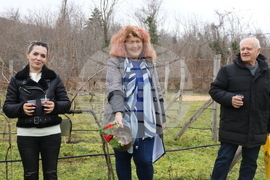 Балчик - Ботаническа градина - зарязване на лоза