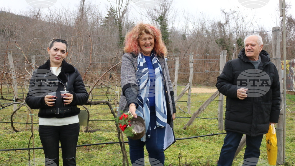 Балчик - Ботаническа градина - зарязване на лоза