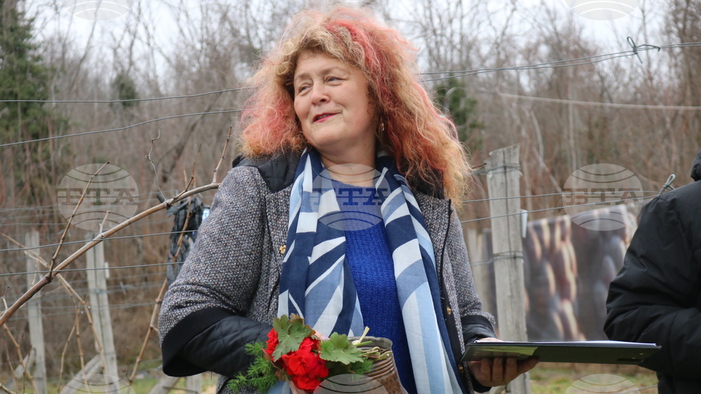 Балчик - Ботаническа градина - зарязване на лоза