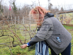 Балчик - Ботаническа градина - зарязване на лоза