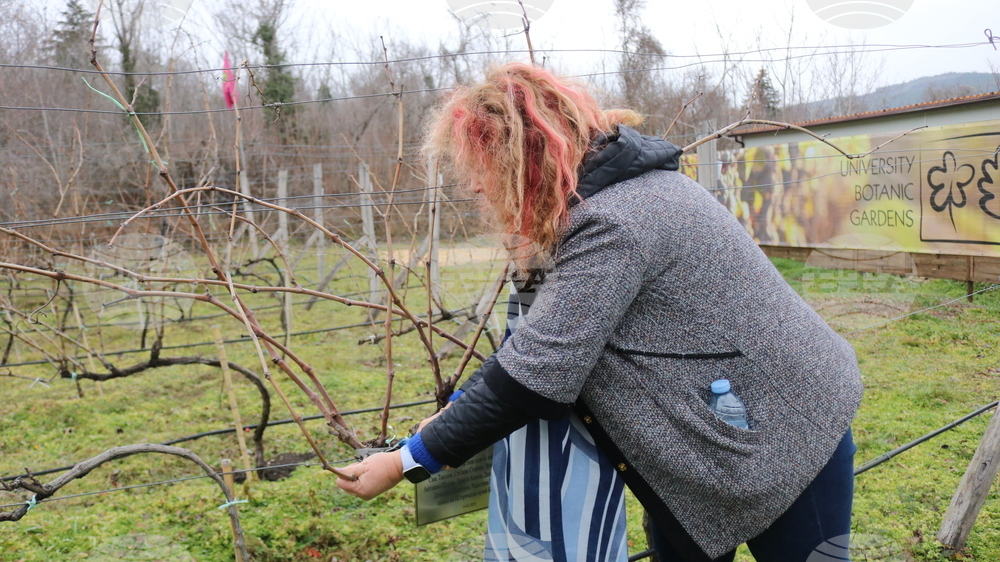 Балчик - Ботаническа градина - зарязване на лоза
