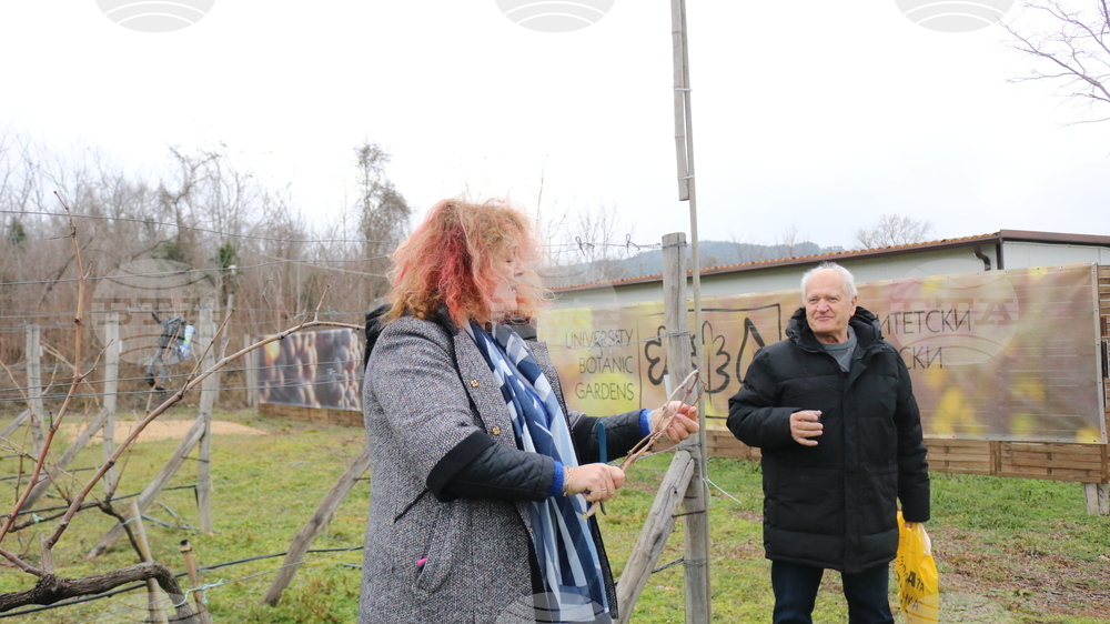 Балчик - Ботаническа градина - зарязване на лоза