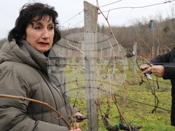 Балчик - Ботаническа градина - зарязване на лоза