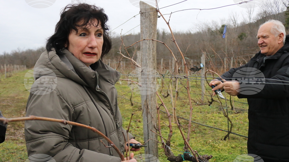 Балчик - Ботаническа градина - зарязване на лоза