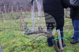 Балчик - Ботаническа градина - зарязване на лоза