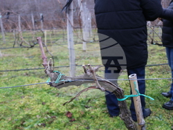 Балчик - Ботаническа градина - зарязване на лоза