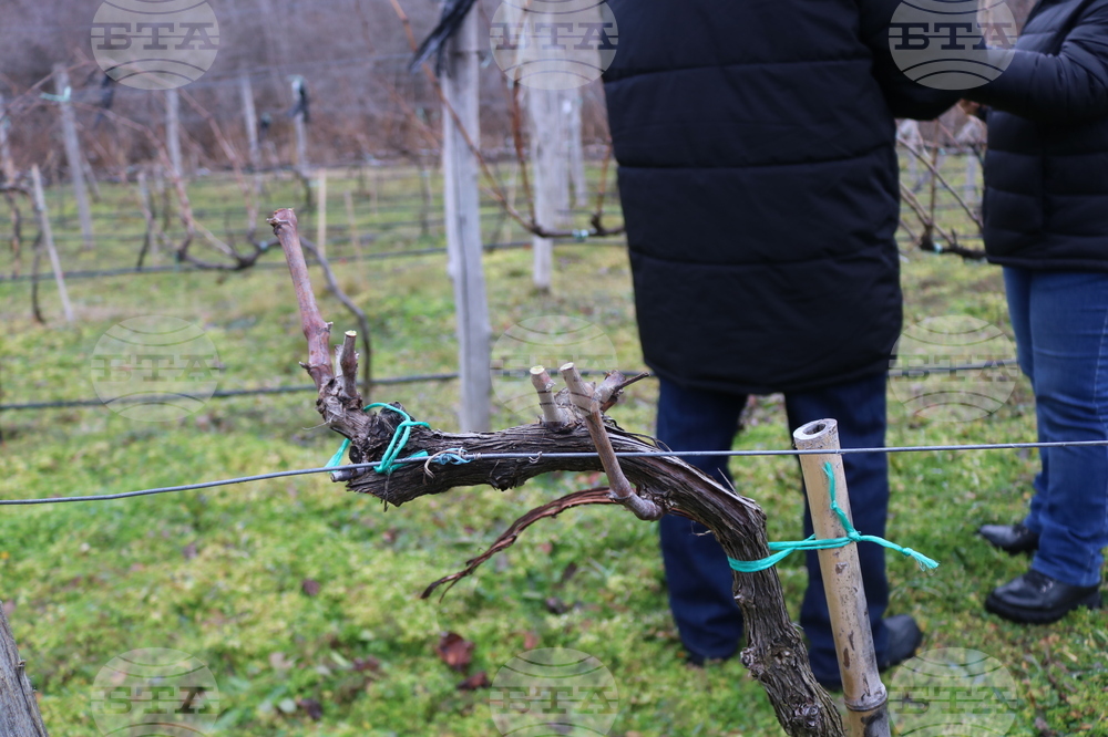 Балчик - Ботаническа градина - зарязване на лоза