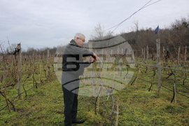 Балчик - Ботаническа градина - зарязване на лоза