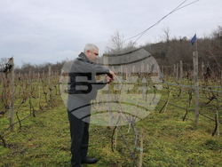 Балчик - Ботаническа градина - зарязване на лоза