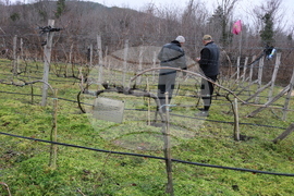 Балчик - Ботаническа градина - зарязване на лоза