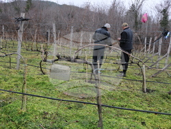 Балчик - Ботаническа градина - зарязване на лоза