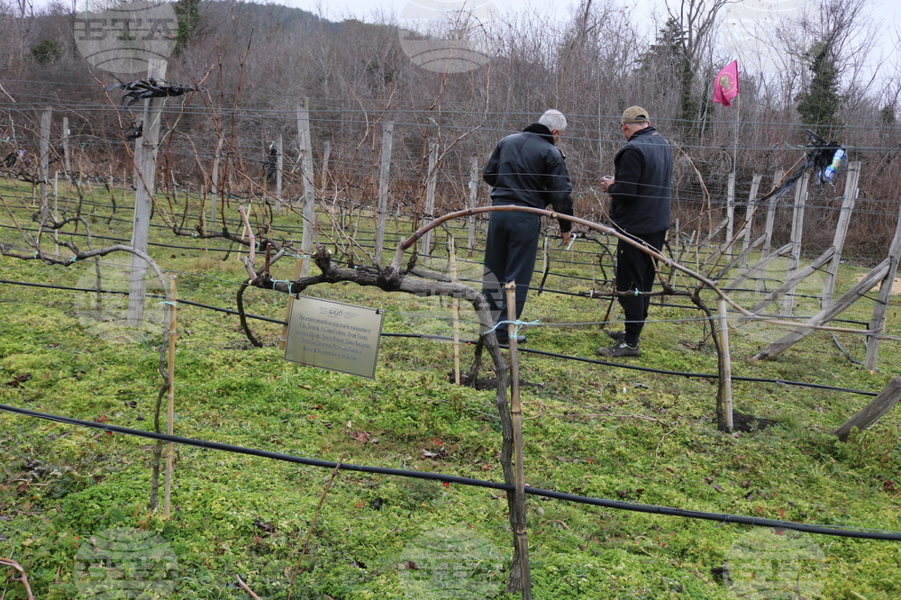 Балчик - Ботаническа градина - зарязване на лоза